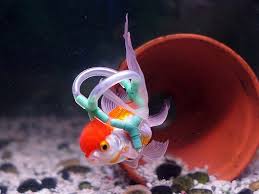 Goldfish Gets Its World Turned Upside Down And Right Side Up Pet Fish Goldfish Fish