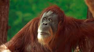 ¿qué es el club buin zoo? Orangutan Del Buin Zoo Pasa La Cuarentena Viendo Peliculas Animadas