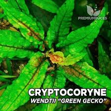 The grower only needs a portion of root with a notes: Cryptocoryne Wendtii Gruner Gecko Premium Buces