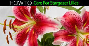 I can't begin to tell you how great your flowers were!! Stargazer Lily Flower How To Grow And Care For Stargazer Lilies