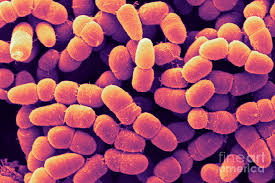 Image result for Clostridium