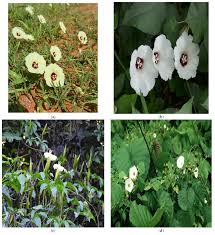 Image result for Merremia verecunda