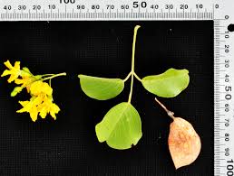 Image result for Pterocarpus rotundifolius