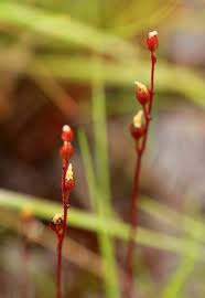 Image result for Drosera burkeana