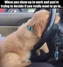 Funny Pictures Of The Day 39 Pics Funny Animal Memes Funny Pictures Funny Dogs