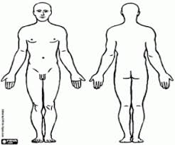Resultado de imagen para cuerpo humano