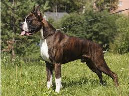 Find your new companion at nextdaypets.com. Boxer Puppies And Dogs For Sale Near You
