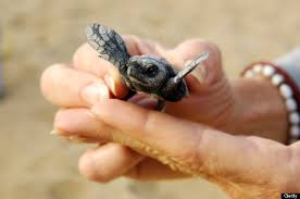 Rare endangered rare cute baby animals. All About Rare Animals Unique Animals And More Rare And Cute Animals