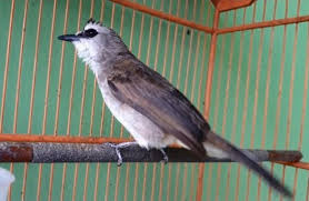 Ya, saat ini memang cukup banyak pecinta burung kicau lebih memilih jenis burung trucukan atau yang juga diberi nama cucak. Download Pancingan Suara Trucukan Mp3 Ropel Isian Betina Pikat