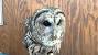 Barn Owl White