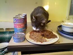 Enjoy savings and daily coupons and have these healthy essentials delivered to your door! Top 10 Healthiest Dry Cat Foods Reviews Learn How To Read Labels