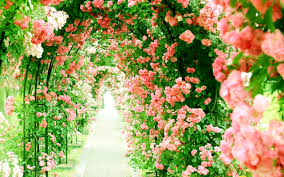 Download and use 100,000+ beautiful flowers stock photos for free. Download Wallpapers Flower Greenhouse Pink Roses Alley Tunnel Of Roses Beautiful Flowers Roses For Desktop With Resolution 2560x1600 High Quality Hd Pictures Wallpapers