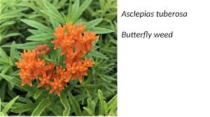 Image result for Asclepias adscendens