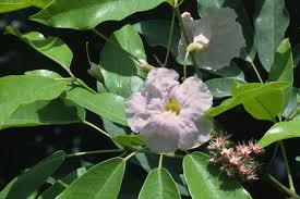 Image result for Tabebuia heterophylla