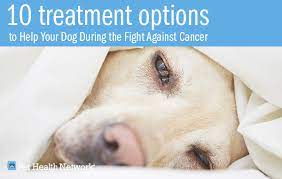 While cancer can in fact just disappear for no explainable reason, it is extremely rare. 10 Treatment Options To Help Your Dog During The Fight Against Cancer