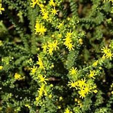 Image result for Euryops virgineus