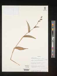 Image result for Aneilema aequinoctiale