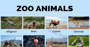 Aardvark aardwolf african elephant african tree pangolin alligator alpaca anteater. Zoo Animals List Of 24 Common Names Of Zoo Animals In English Love English