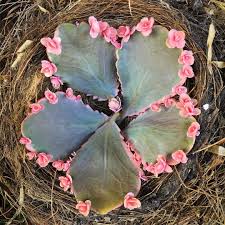 Propagation Of Kalanchoe Succulents Is Easy Just Put Your Leaves Aside Somewhere Dry And Wait Be Pat Succulents Planting Succulents Succulent Gardening