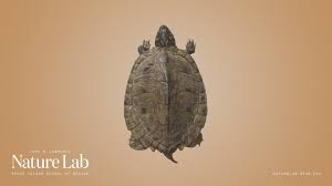 Risd Nature Lab Risdnaturelab Sketchfab