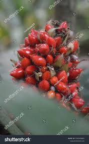 Image result for Palisota mannii