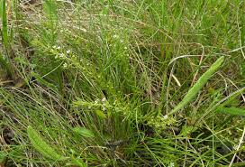 Image result for Thesium thamnus