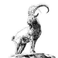 Alpine Goat Jump Drawing Google Trsene Animal Sketches Animal Drawings Drawings