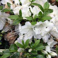 Girard S Pleasant White Evergreen Azalea Azalea Shrub Azaleas Care Azaleas