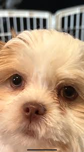 I Got to babysit my grand babies overnight and today ! You never stop  loving your puppies! I gave them a trim, nails, butts, eyes and paws. Did  my heart good!! Love