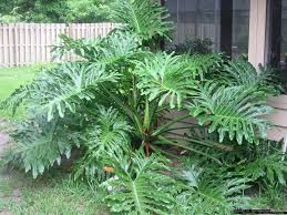 Tree Philodendron Philodendron Selloum Plants Philodendron Plant Big Leaf Plants