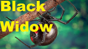 The color of widow spiders varies. All Black Widow Spiders Are Deadly Fact Or Myth