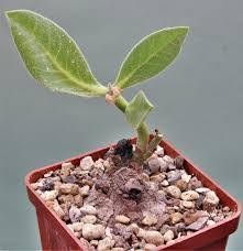 Image result for Monadenium discoideum