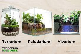 Distinguishing Terrariums, Vivariums, Paludarium, and Aquariums for  Beginners | Terrariumvibe