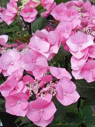 Image result for Ozoroa macrophylla