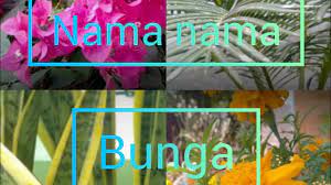We did not find results for: Nama Nama Bunga Di Indonesia Youtube