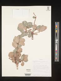 Image result for Elaeodendron matabelicum