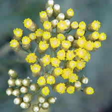 Image result for Helichrysopsis