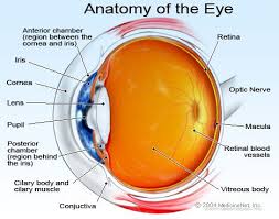 Definition Of Optic Nerve