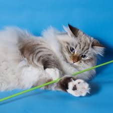 We are cat enthusiasts living in brantford ontario canada, our fondness for cats lured us into becoming breeders of this magnificent neva masquerade siberian cats. Cattery Of Siberian And Neva Masquerade Cats Koenig Glance