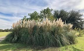 The term ornamental grass is used to include not only true grasses gramineae) but close relatives such as sedges (cyperaceae), rushes (juncaceae). Use Ornamental Grass Plumes For Home Decor
