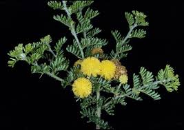 Image result for Acacia lasiopetala