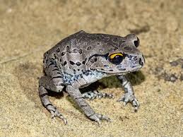 Image result for Raphionacme monteiroae