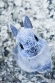Couleur Bleu Animaux Photo Lapin Animaux Adorables