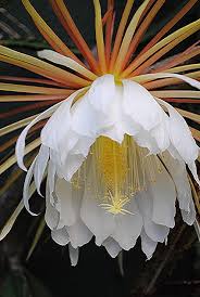 Pin On Types Of Flowers