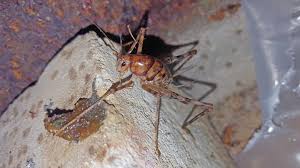 How should you celebrate your sats? Pests We Treat Camel Crickets Jumping Around In Brick Nj What Are They