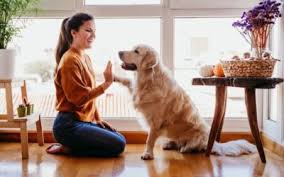 Maybe you would like to learn more about one of these? Scham Dich Kusschen Mehr 7 Susse Hundetricks Fur Fortgeschrittene