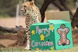 Adorable Pictures Of Animals With Christmas Gifts Pet Holiday Zoo Animals Christmas Animals