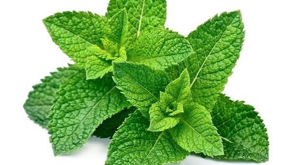 Daun Mint 3D Visual