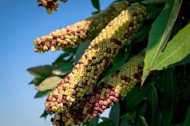 Image result for Cussonia arborea