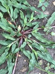 Image result for Moorochloa eruciformis